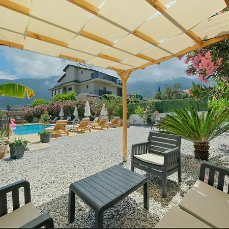 Tetra Clover 费特希耶